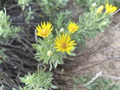 Narrowleaf Golden Aster (Heterotheca angustifolia)