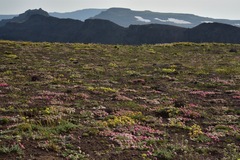 Eriogonum ovalifolium rubidum