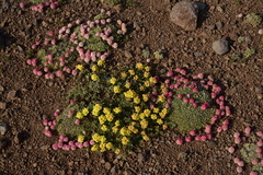 Eriogonum ovalifolium rubidum