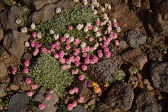 Eriogonum ovalifolium rubidum