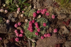 Eriogonum ovalifolium rubidum