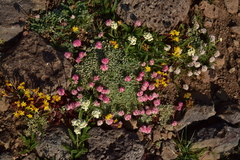 Eriogonum ovalifolium rubidum