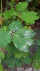 Erysiphe macleayae