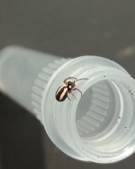 Hypsosinga albovittata