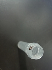 Hypsosinga albovittata