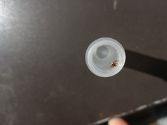 Hypsosinga albovittata