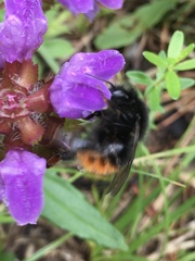 Bombus wurflenii