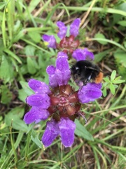 Bombus wurflenii