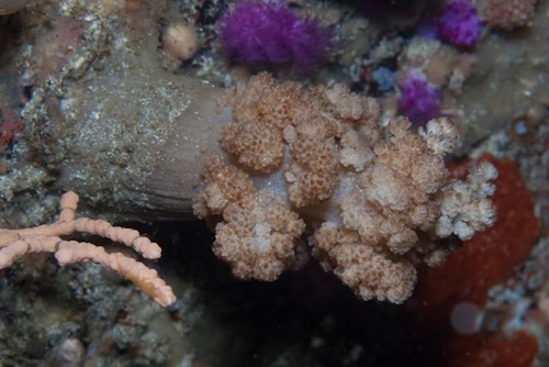 Eunephthya thyrsoidea