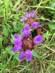 Bombus wurflenii