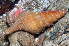 Lugubrilaria lugubris