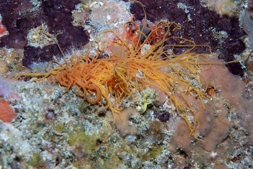 Cirriformia capensis