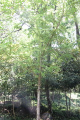 Pseudolarix amabilis