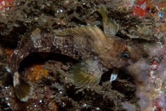 Parablennius cornutus