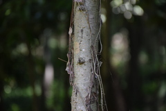 Pseudolarix amabilis