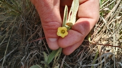 Hermannia lancifolia