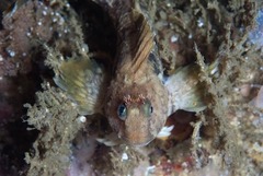 Parablennius cornutus