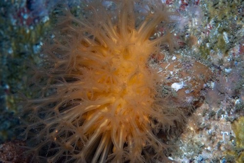 Malacacanthus capensis