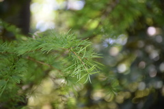 Pseudolarix amabilis