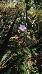 Barleria obtusa