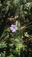 Barleria obtusa