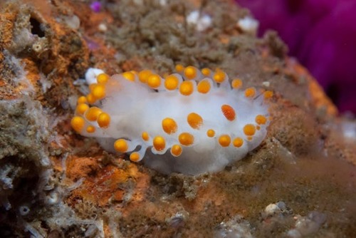 Limacia lucida