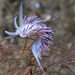 Fjordia capensis - Photo (c) Georgina Jones, algunos derechos reservados (CC BY-SA), uploaded by Georgina Jones