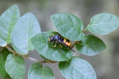 Orancistrocerus
