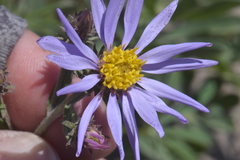Eucephalus ledophyllus