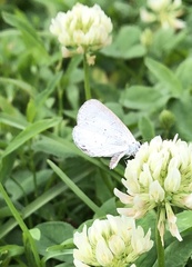 Celastrina neglecta