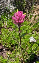 Castilleja parviflora olympica