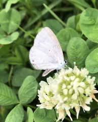 Celastrina neglecta