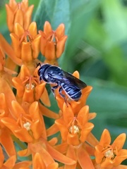 Megachile campanulae