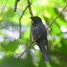 Crow-billed Drongo - Photo (c) Tan Kok Hui, some rights reserved (CC BY-NC), uploaded by Tan Kok Hui