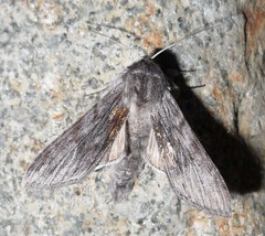 Cucullia intermedia