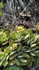 Crassula swaziensis