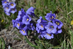 Polemonium viscosum