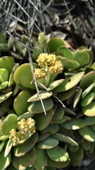 Crassula swaziensis