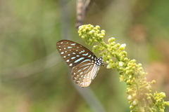 Graphium megarus