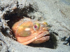 Sarcastic Fringehead photo 1