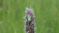 Phyllobius roboretanus