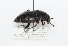 Nicrophorus pustulatus