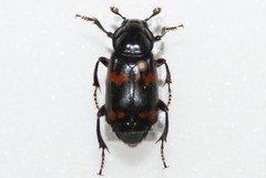 Nicrophorus sayi