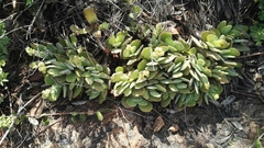 Crassula swaziensis