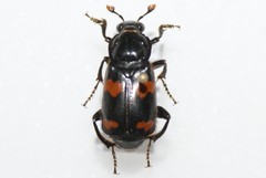 Nicrophorus sayi