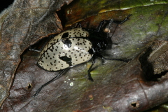 Cypherotylus elevatus