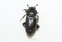 Nicrophorus pustulatus