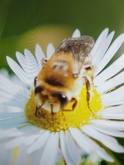 Colletes daviesanus
