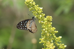 Graphium megarus