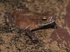 Sclerophrys urunguensis